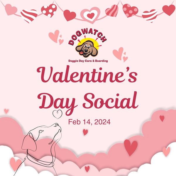 DogWatch Doggie Day Care & Boarding Dog Boarding, Dog Daycare